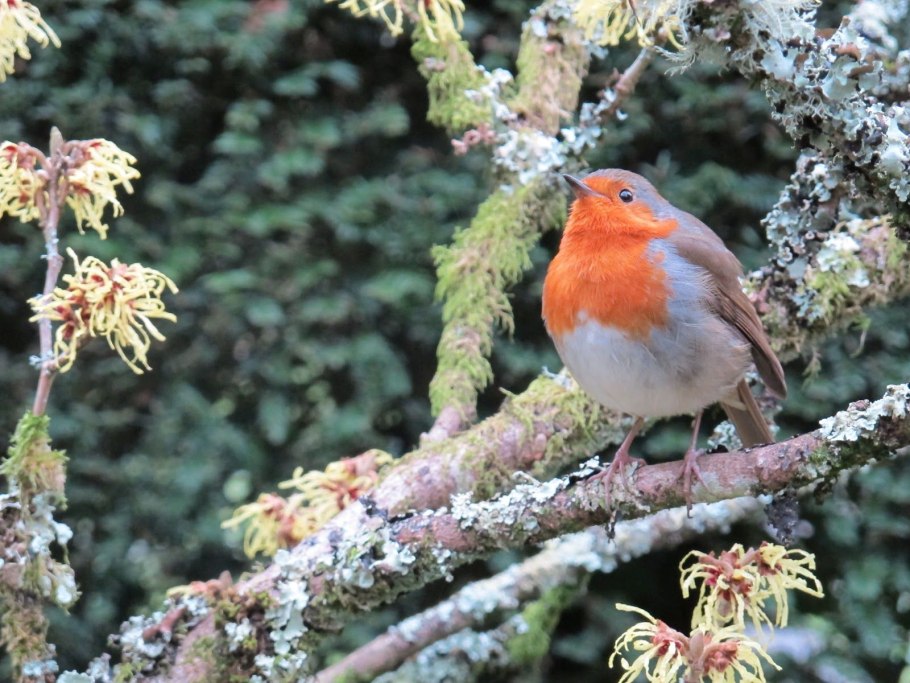 Зарянка Гривохвостка