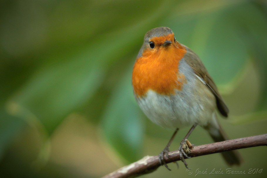 Рыжелобая шипоклювка