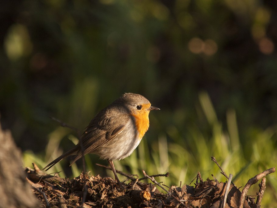 Рюкюйская Зарянка