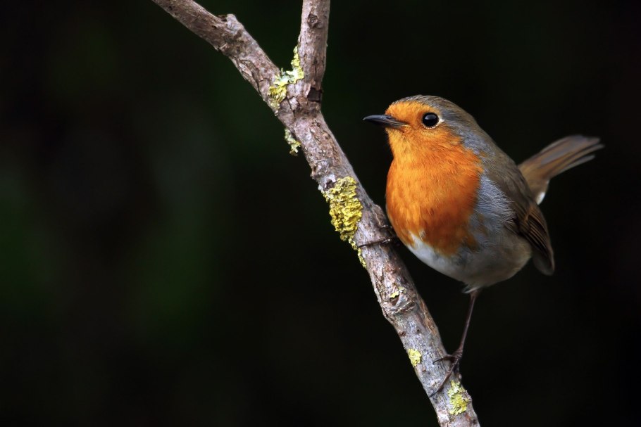 Розовая Зарянка птица
