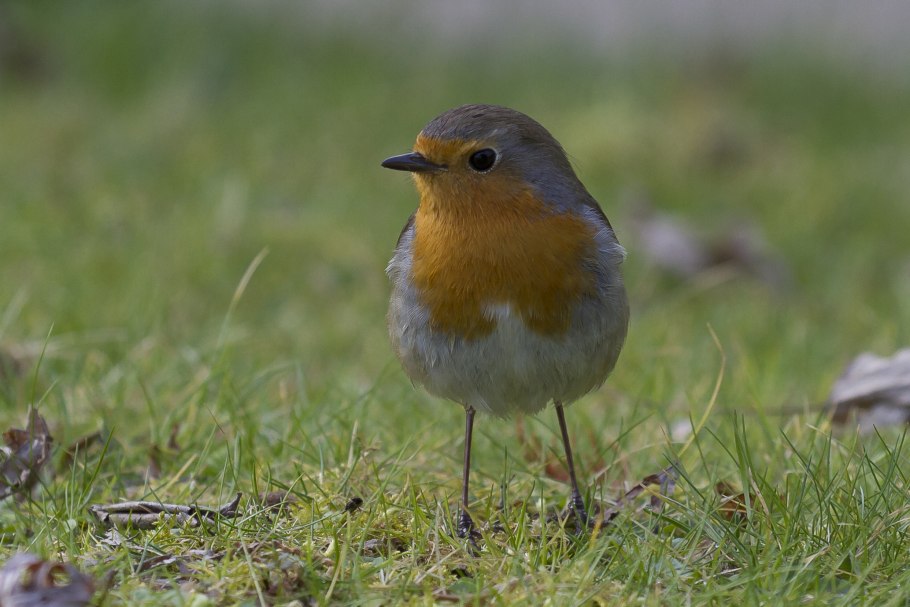 Весенние птички