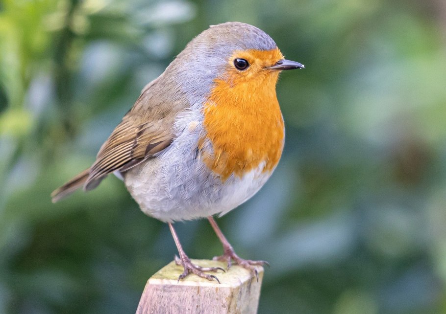 Зарянка Малиновка горихвостка