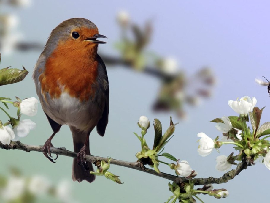 Зарянка птица пение