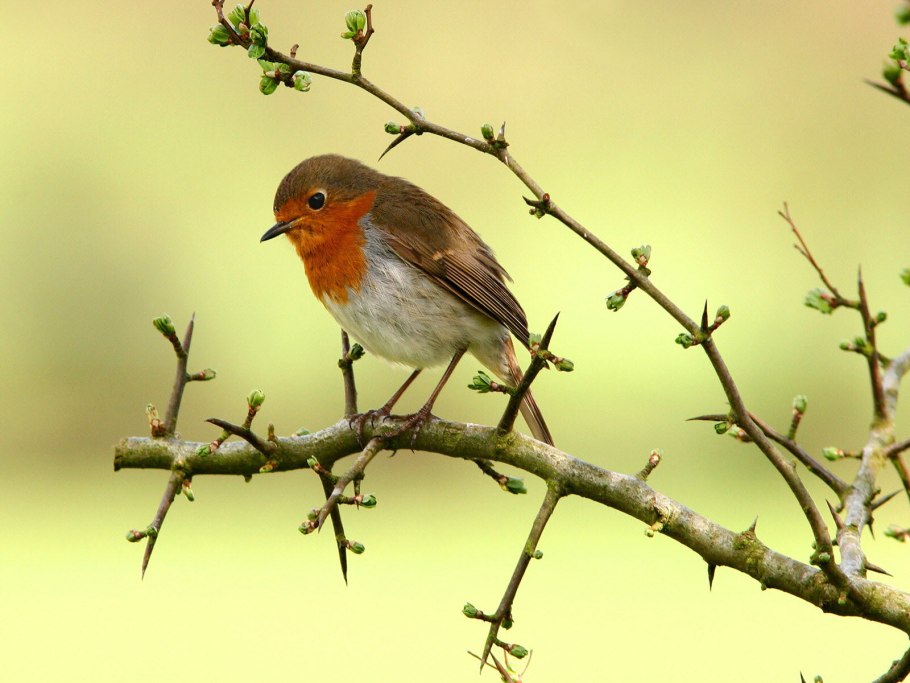 Птица Зарянка Лесная птица?