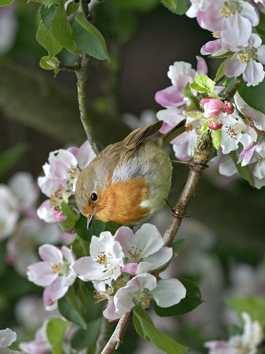 Японская Зарянка
