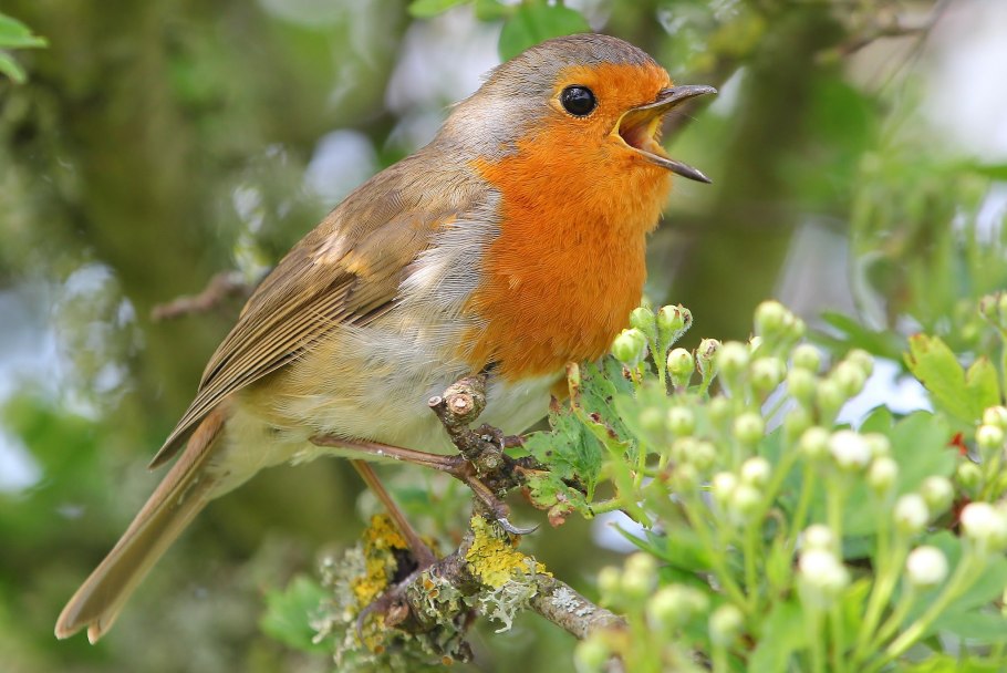 Зяблик желтый