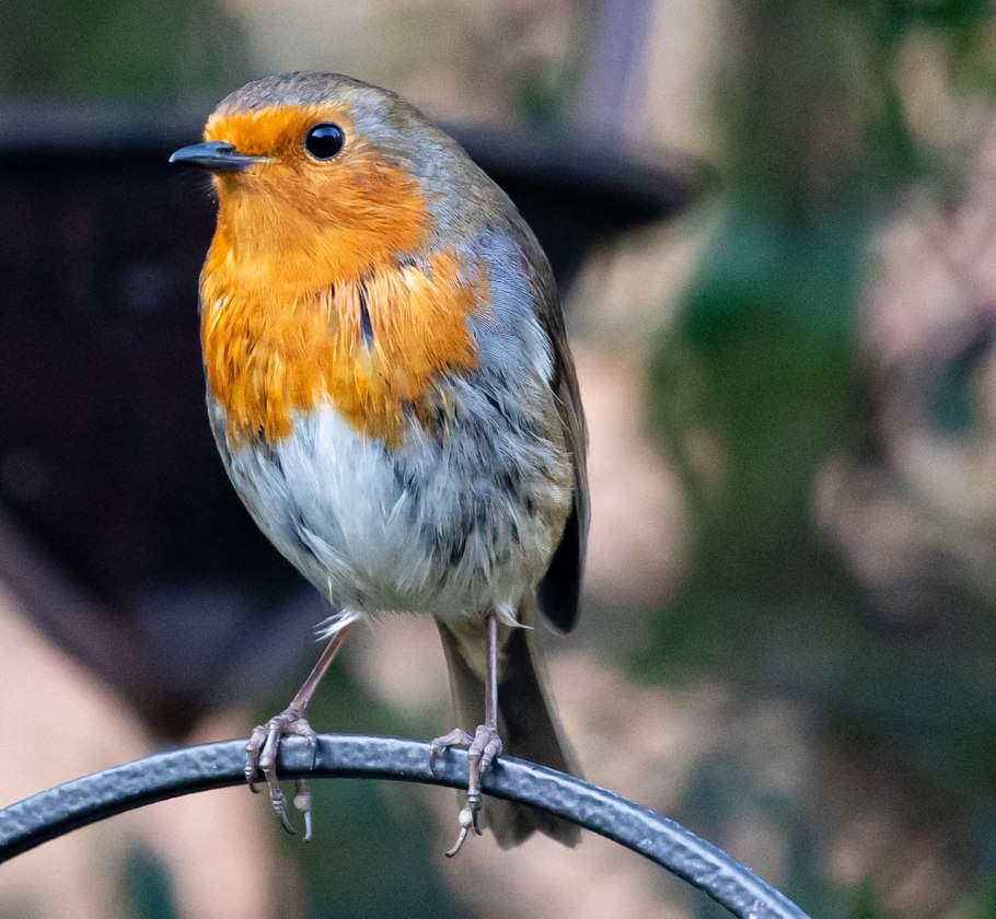 Пеночка Зарянка Зяблик скворец Соловей