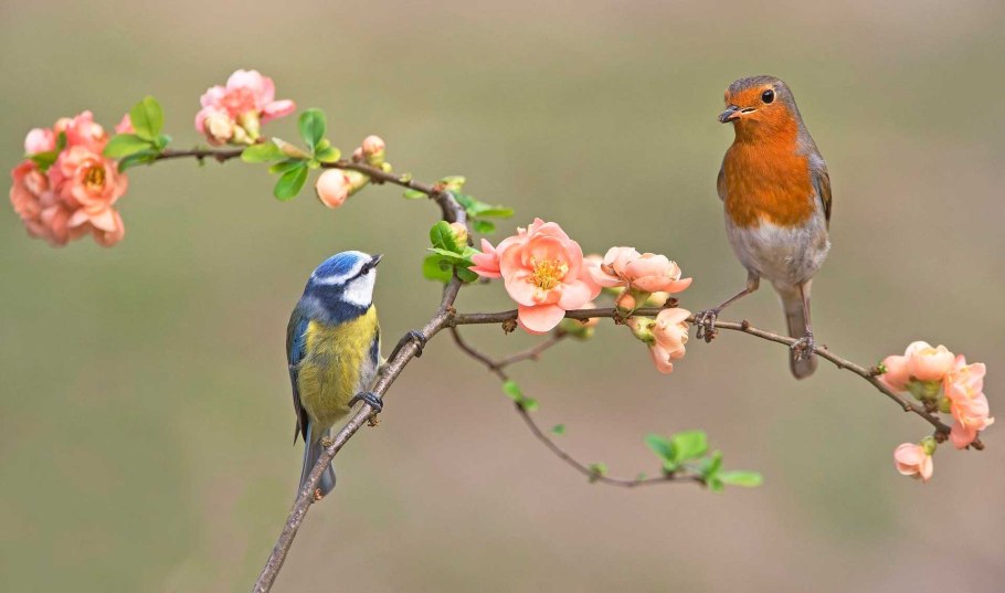 Садовые птички