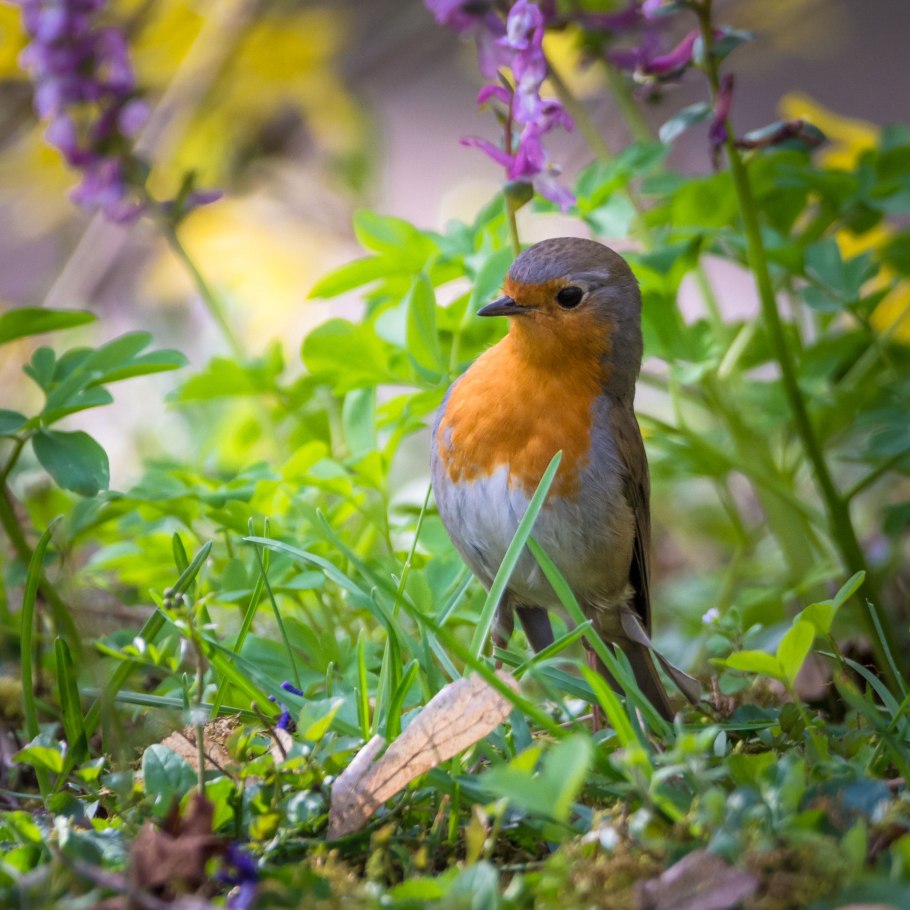 Певчие птицы Зяблик