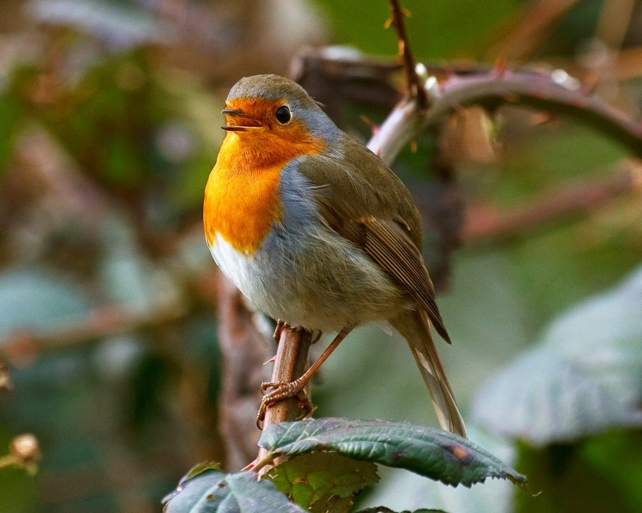 Зарянка самка