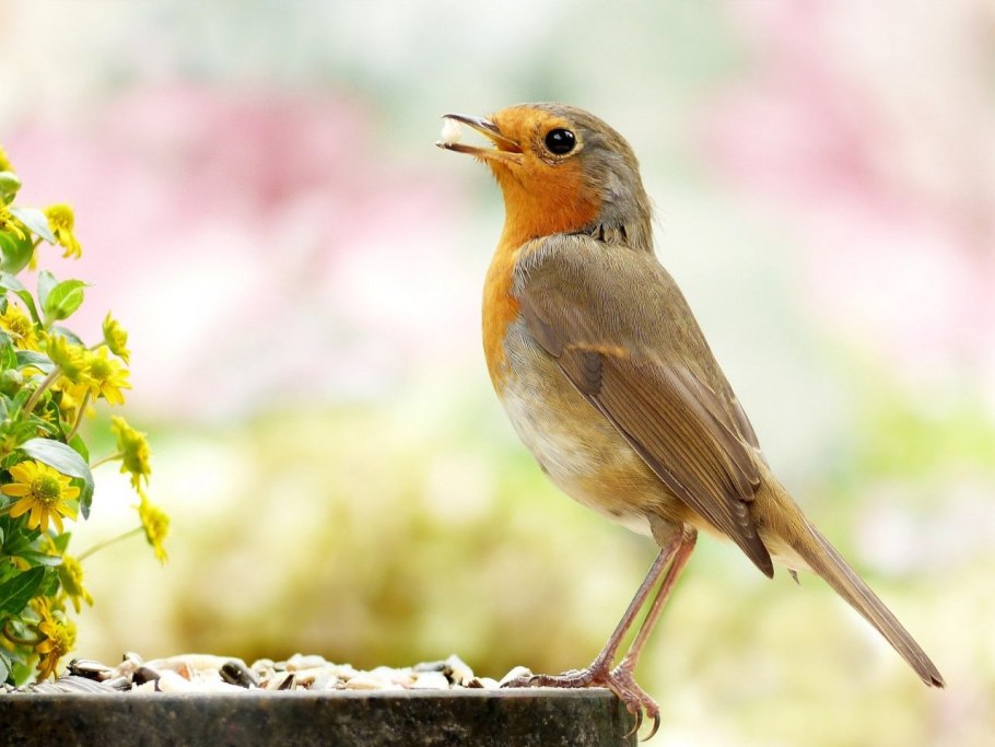Маленькая птичка на ветке