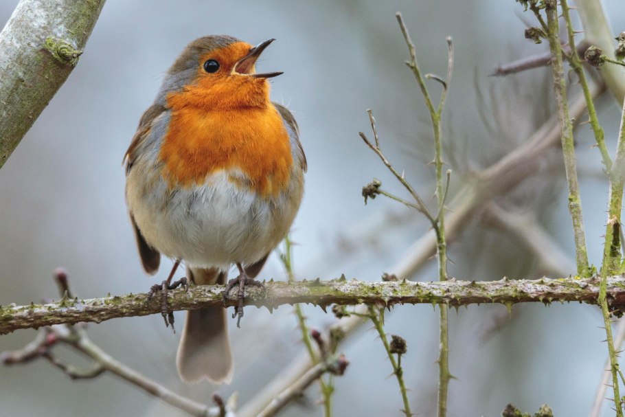 Зарянка Малиновка на ветке