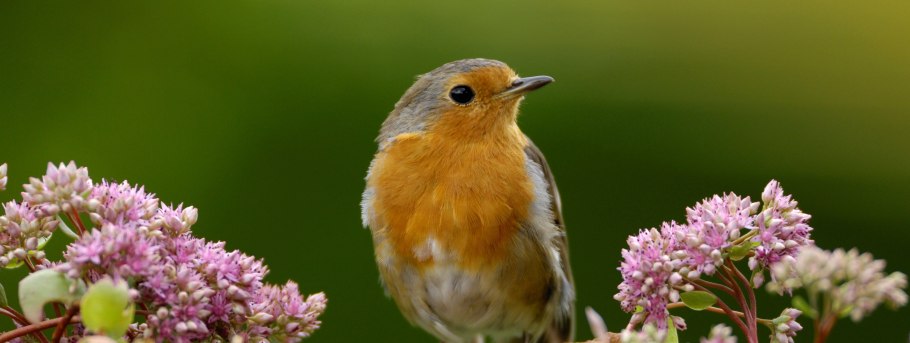 Малиновка певчая птица