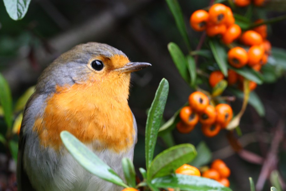 Зарянка цветок фото