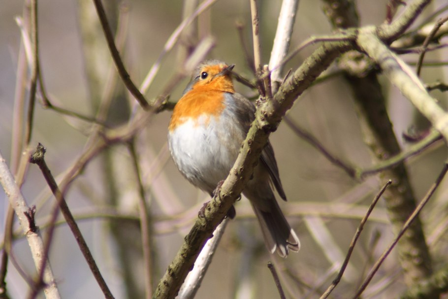 Little Robin Redbreast