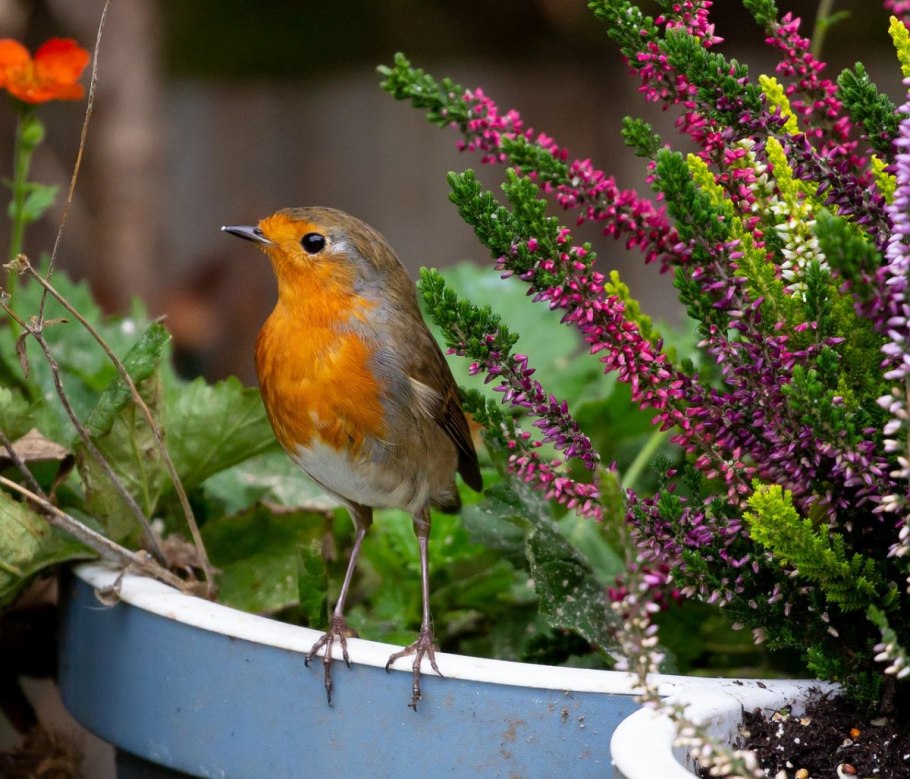 Зарянка цветок фото