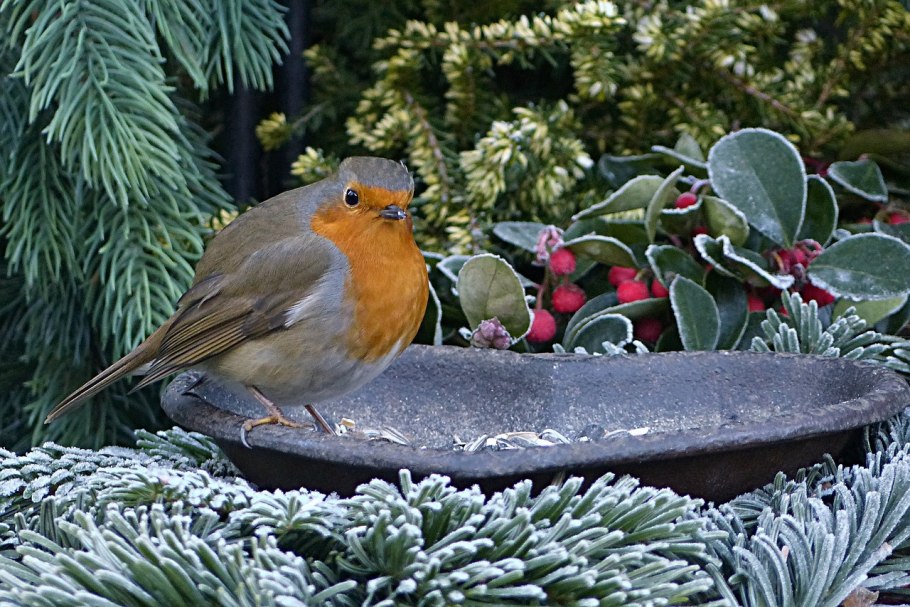 Соловей и Зарянка