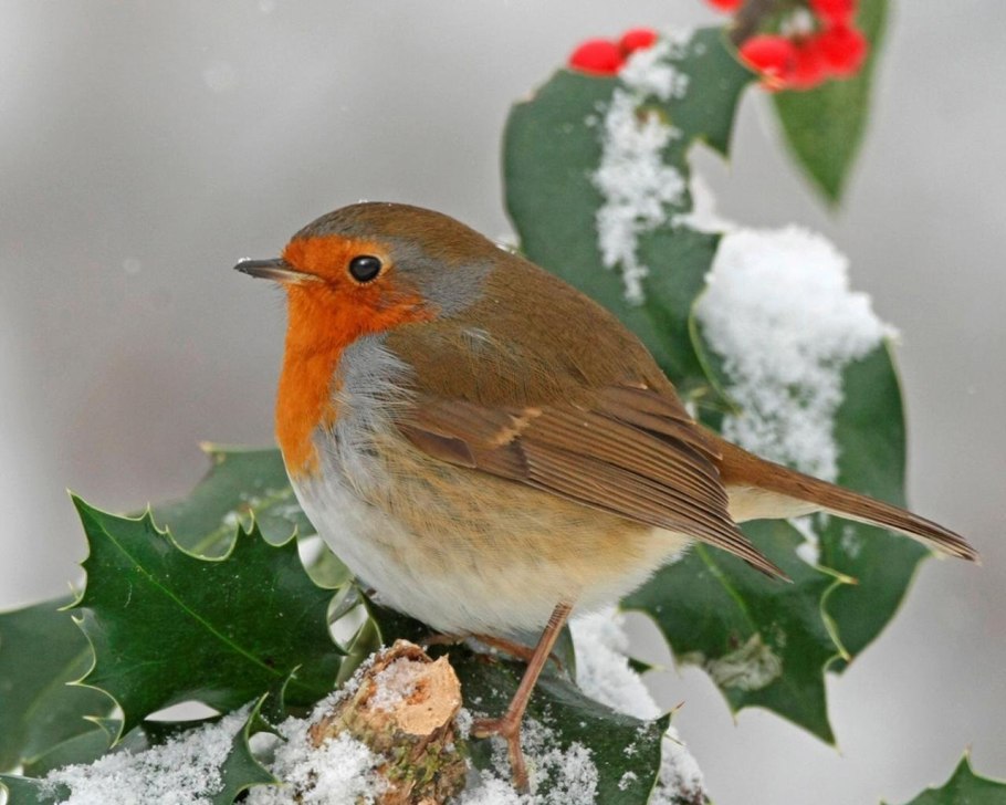 Зарянка птица пение