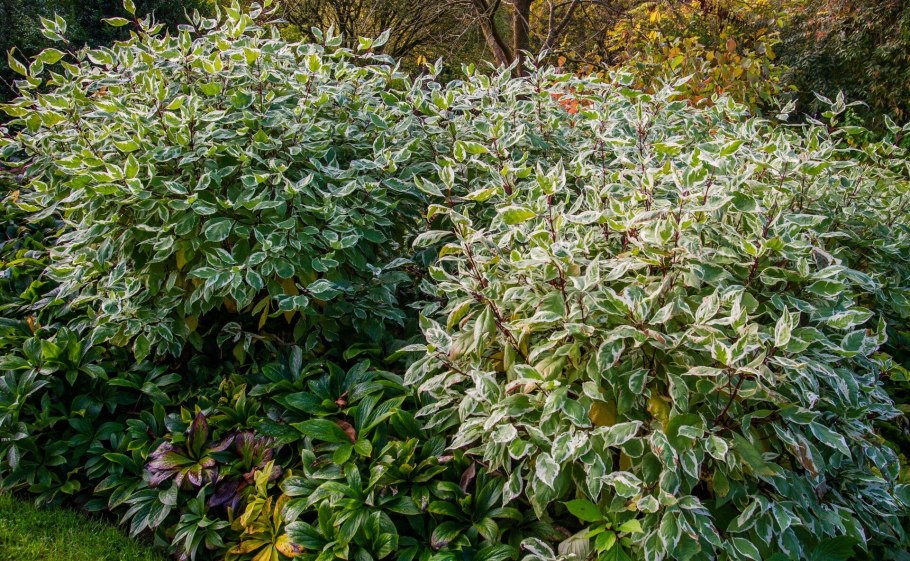 Дерен Ивори Хало