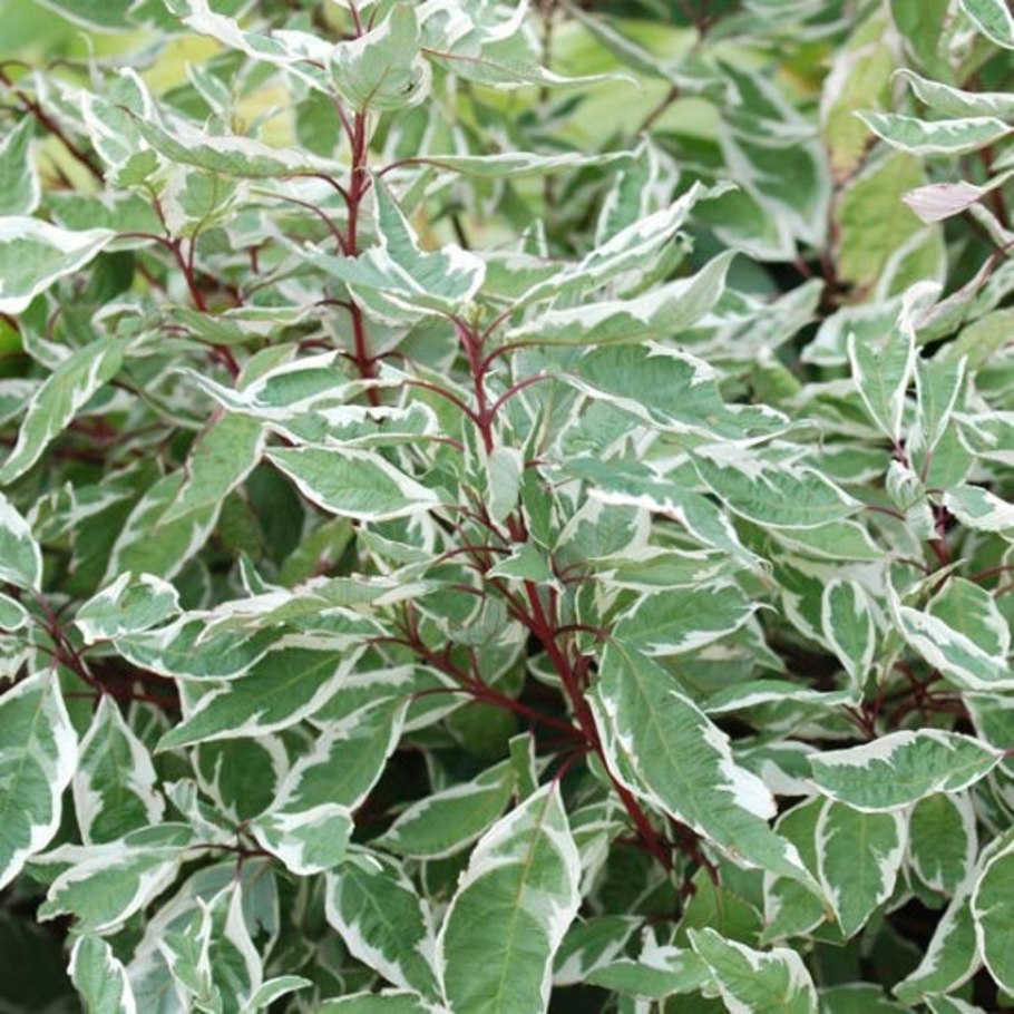 Дерен белый айвори Хало Cornus Alba Ivory Halo