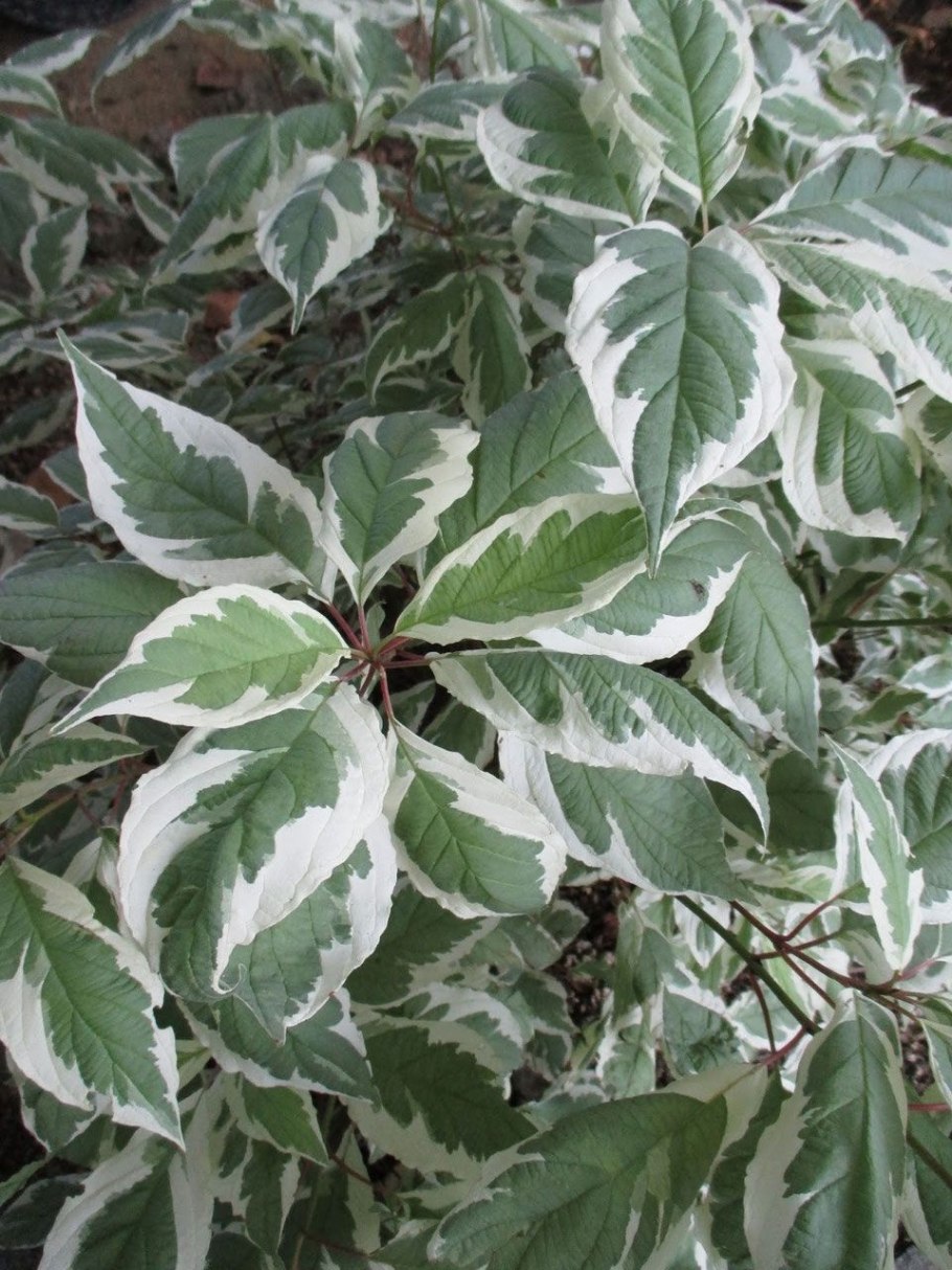 Дерен белый айвори Хало