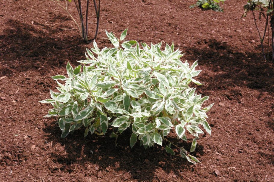 Дерен белый Ивори Хало