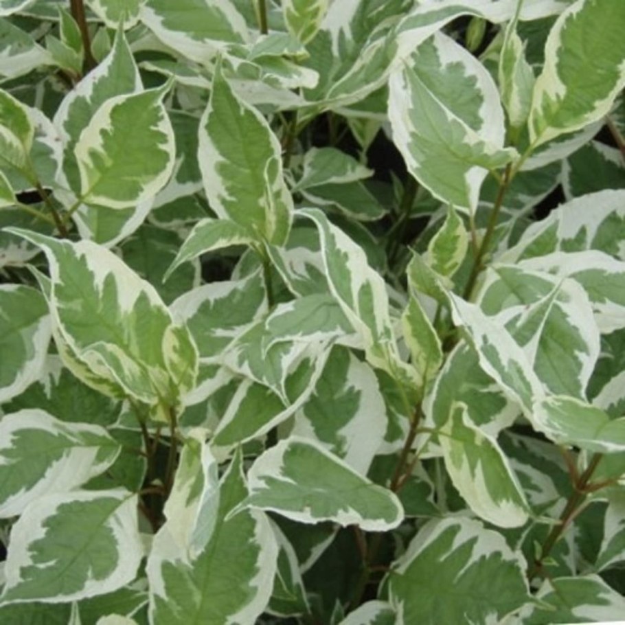 Дерен белый айвори Хало