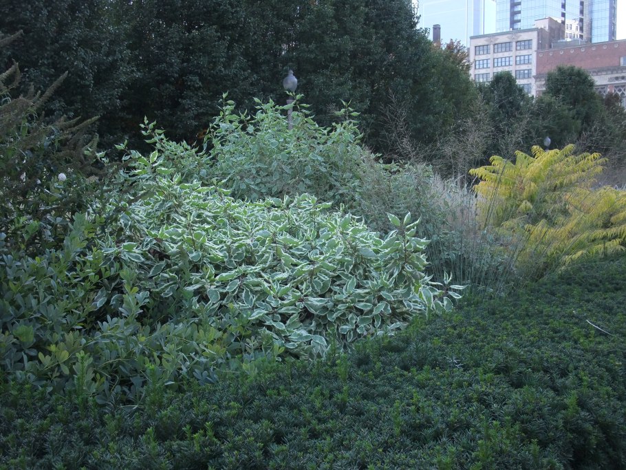 Дерен белый Ivory Halo (айвори Хало)