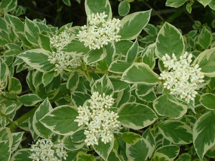 Дерен айвори Хало