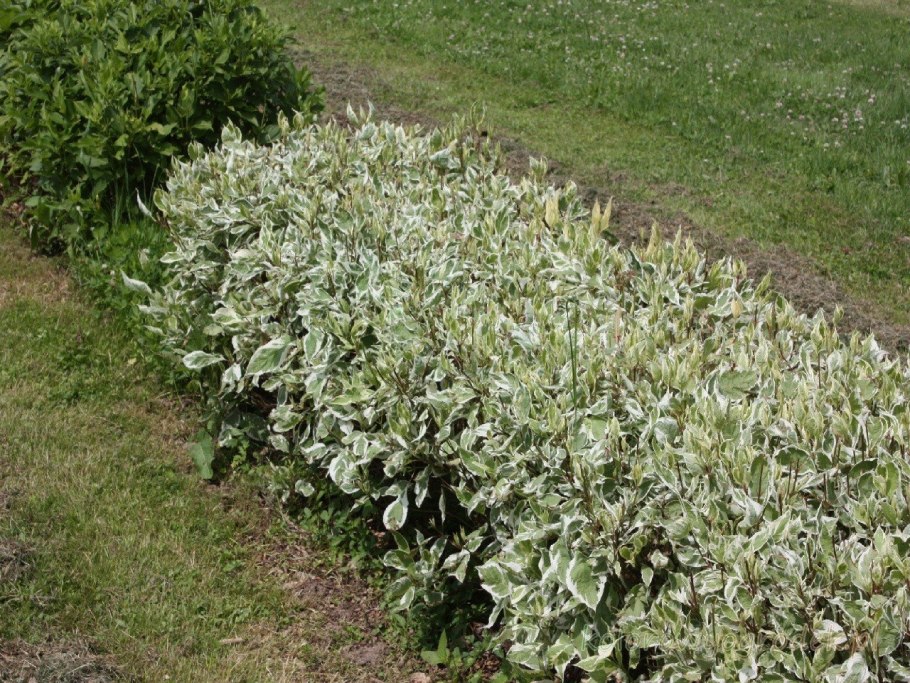 Дерен белоокаймленный Элегантиссима