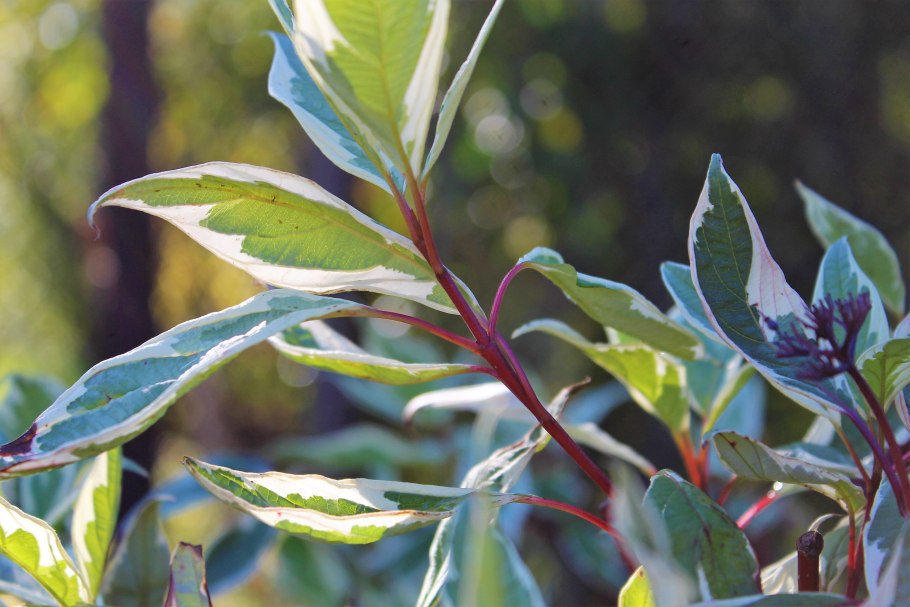 Дёрен белый Argenteomarginata