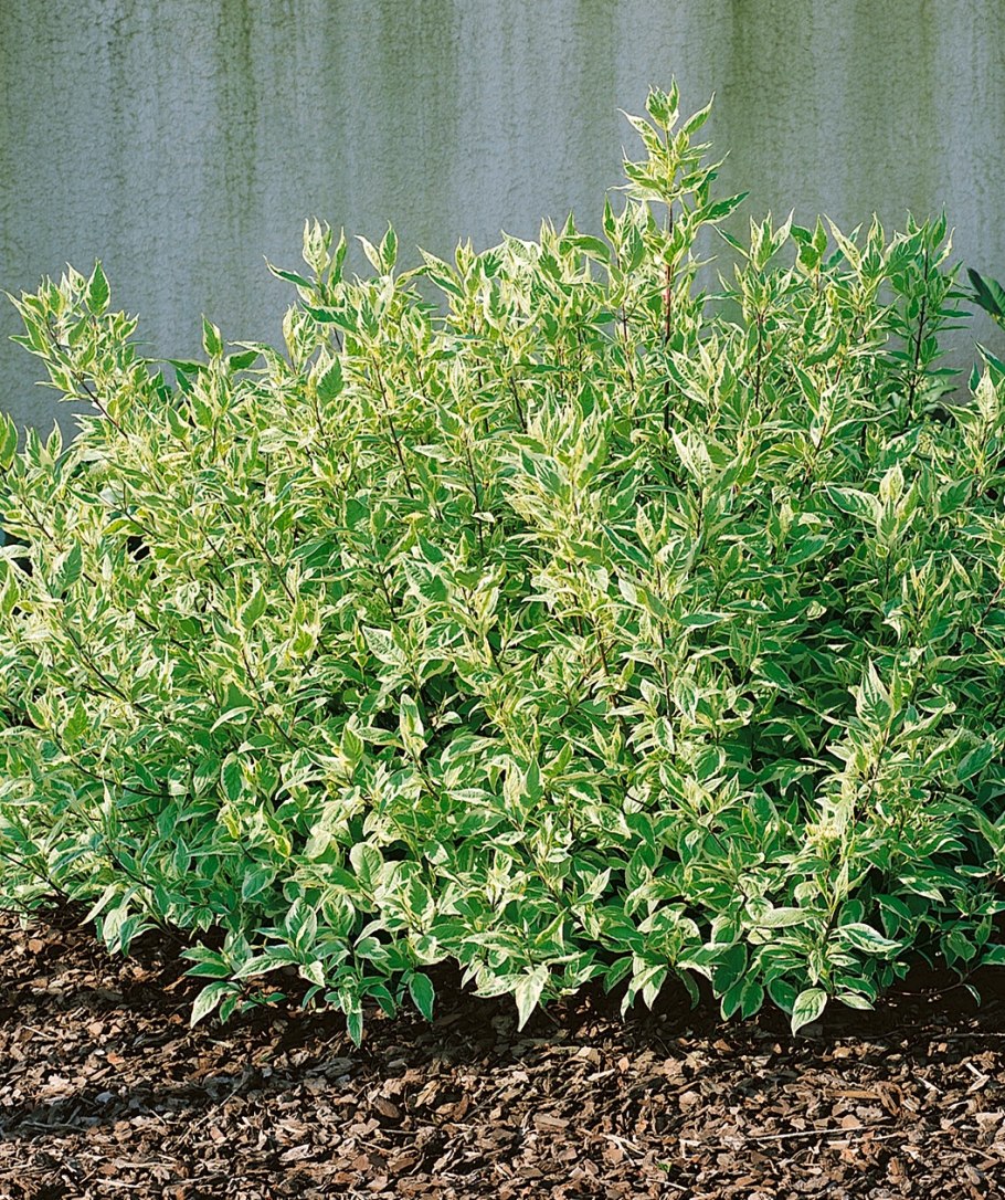 Дерен айвори Хало