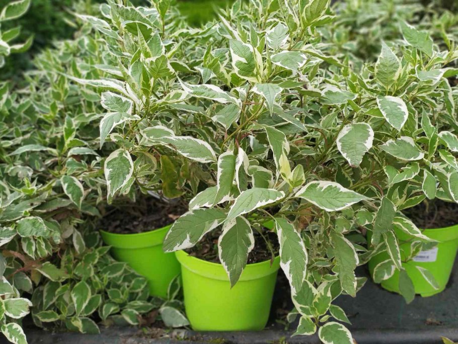 Дерен Ивори Хало