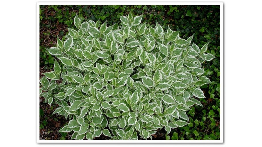 Дерен белый Cornus Alba Argenteomarginata