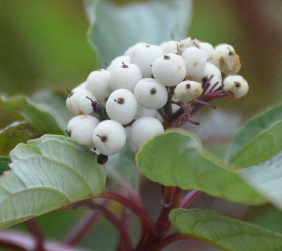 Дерен Cornus Alba &#96;Ivory Halo