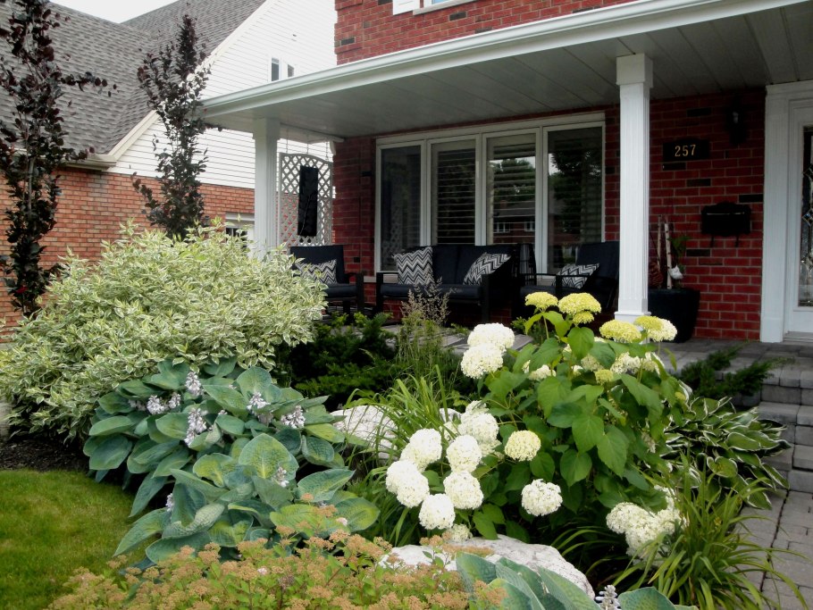 Гортензия айвори Хало