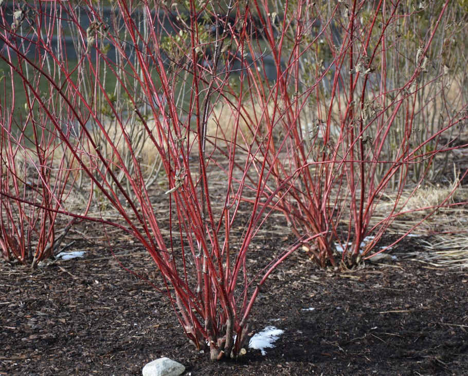 Дерен кроваво-красный