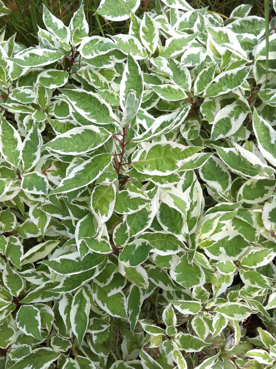 Дерен белый айвори Хало Cornus Alba Ivory Halo