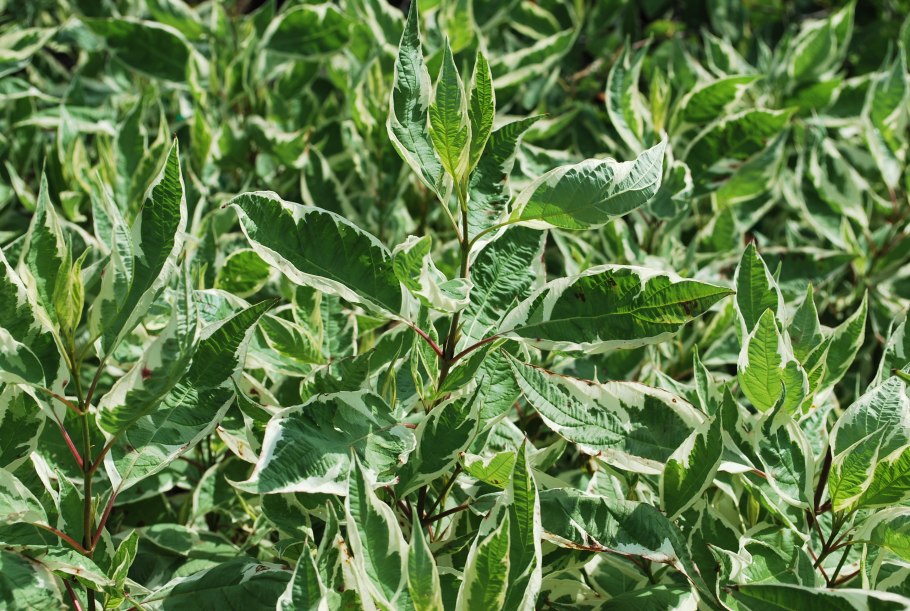 Дёрен белоокаймлённый