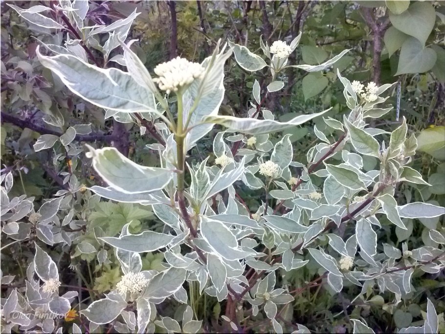 Дёрен пестролистный цветение