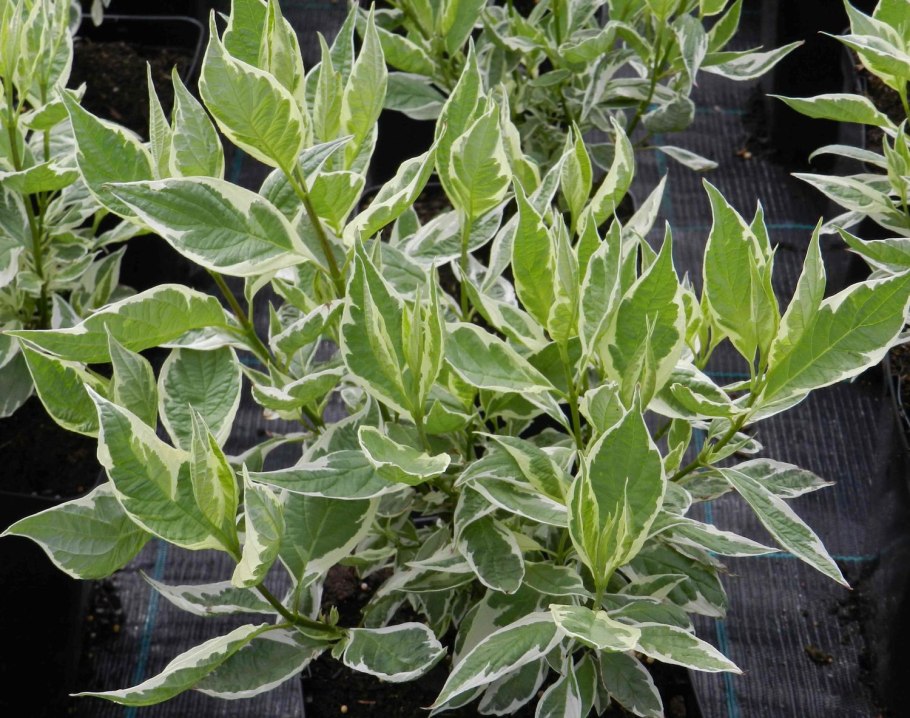 Дерен белый Cornus Alba Argenteomarginata