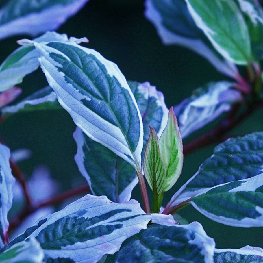 Дерен айвори Хало