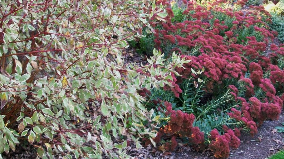 Дерен Элегантиссима осенью