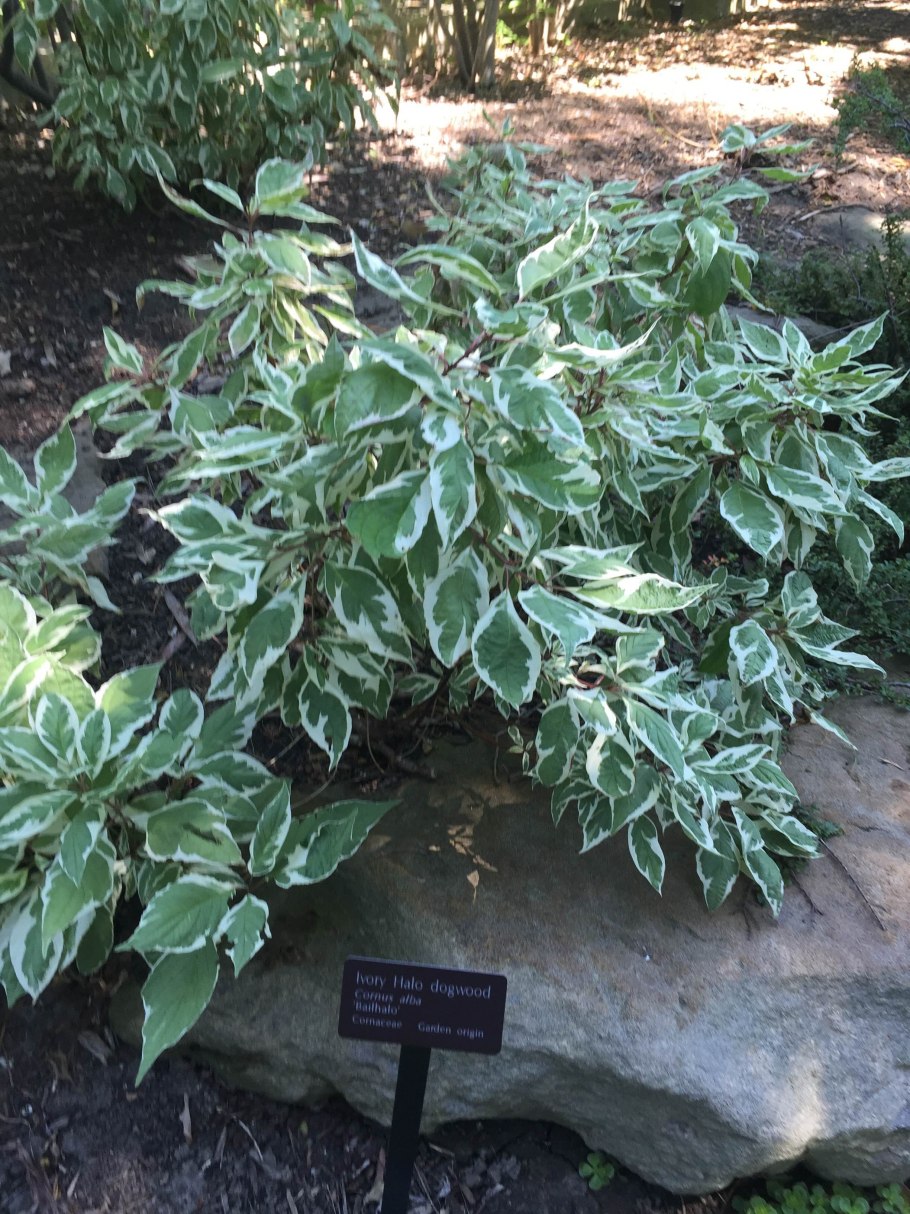 Дерен белый айвори Хало