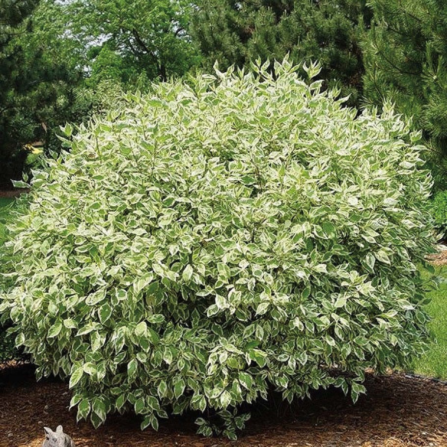 Дерен айвори Хало