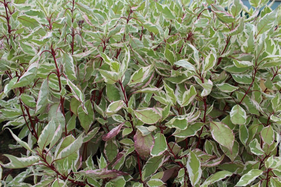 Дерен белый айвори Хало