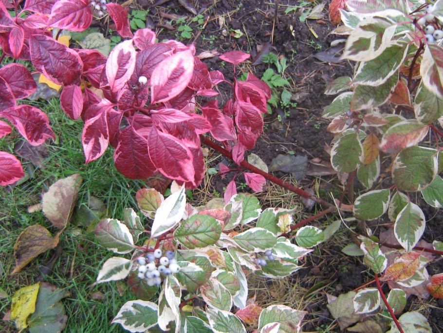 Дерен белый Сибирика Вариегата