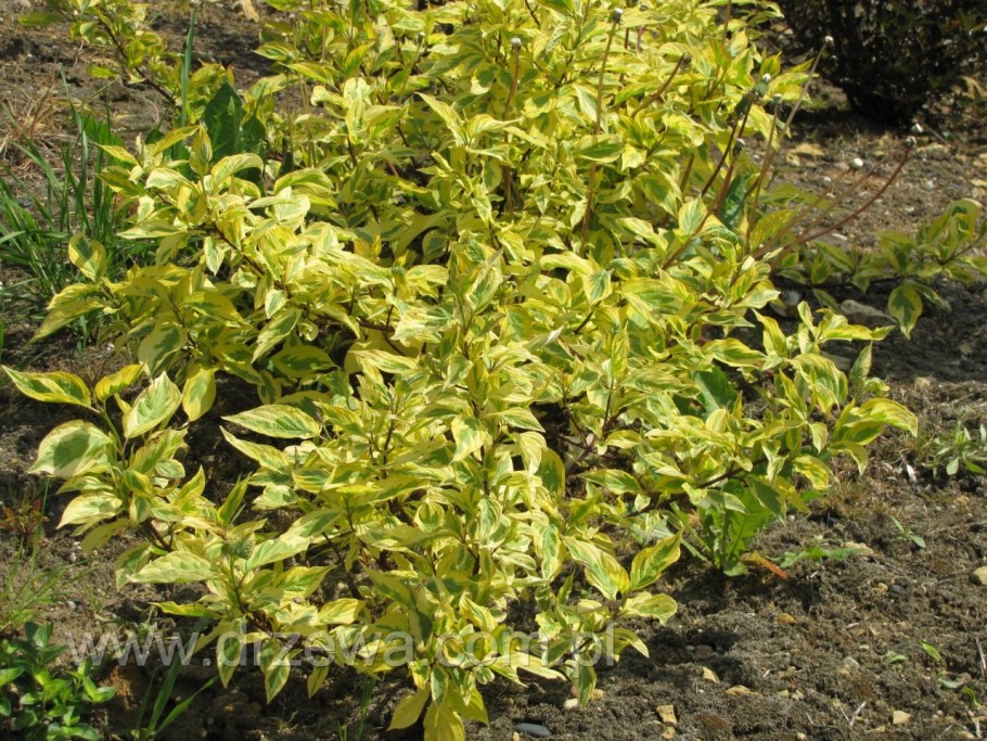 Дерен Ауреа Маргината