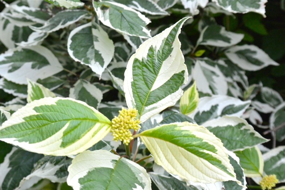 Дерен белоокаймленный