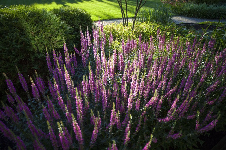 Дербенник иволистный (Lythrum salicaria `rote Hybriden`)